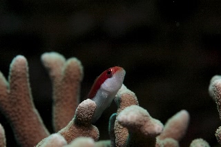 「ホシゴンベ(blackside hawkfish)」のサムネイル画像