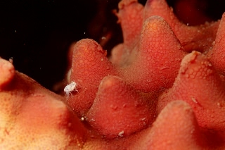 「ソメワケウミクワガタ」のサムネイル画像