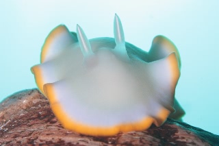 「グロッソドーリス・エレクトラ」のサムネイル画像