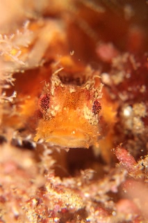 「オコゼカジカ」のサムネイル画像