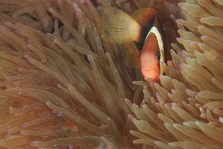 「ダスキー アネモネフィッシュ(レッドアンドブラックアネモネフィッシュ,Red and black anemonefish,dusky anemonefish)」のサムネイル画像