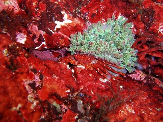 「ショウジンガニ」のサムネイル画像