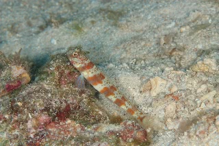 「無題」のサムネイル画像