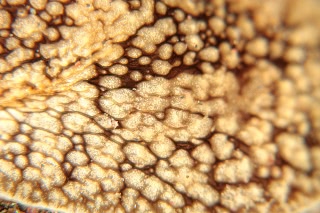 「ウミフクロウ」のサムネイル画像