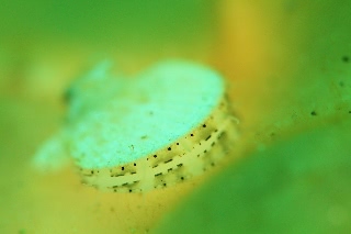 「ホタテガイ」のサムネイル画像