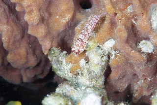 「ミヤケテグリ」のサムネイル画像