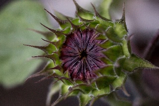 「ヒマワリ」のサムネイル画像