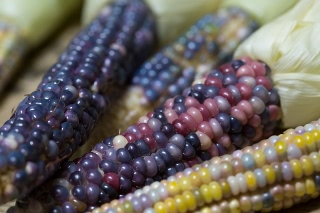 「レインボーコーン(虹色トウモロコシ,七色トウモロコシ,グラスジェムコーン,ジュエリーコーン)」のサムネイル画像