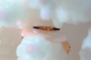 「サンゴガニの仲間」のサムネイル画像