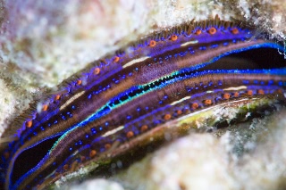 「ウミギクモドキ」のサムネイル画像