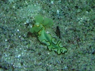 「Euryleptid属の一種」のサムネイル画像