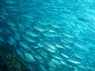 「ギンガメアジ(Bigeye trevally)」のサムネイル画像