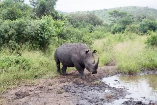 「シロサイ」のサムネイル画像
