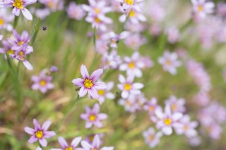 「ニワゼキショウ」のサムネイル画像