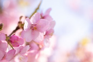 「カワヅザクラ(河津桜)」のサムネイル画像