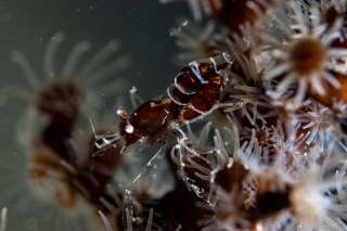 「無題」のサムネイル画像