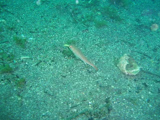 「ヒメジ」のサムネイル画像