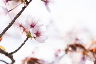 「ヤエザクラ」のサムネイル画像