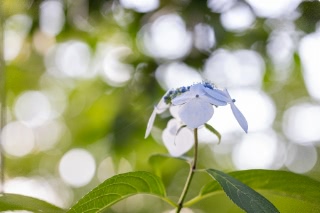 「ガクアジサイ(額紫陽花)」のサムネイル画像