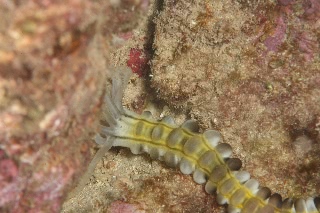 「オオイカリナマコ(Synaptid sea cucumbers)」のサムネイル画像