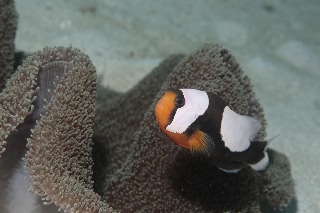 「トウアカクマノミ」のサムネイル画像