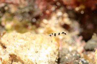 「アジアコショウダイ」のサムネイル画像