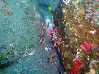 「スザクサラサエビ」のサムネイル画像