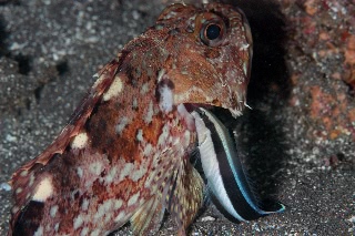 「カサゴ」のサムネイル画像