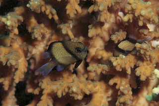「フタスジリュウキュウスズメダイ」のサムネイル画像