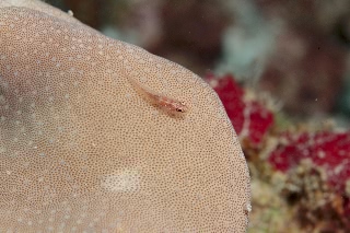 「ハゼの仲間」のサムネイル画像