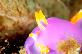 「ムラサキウミコチョウ」のサムネイル画像