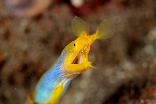 「ハナヒゲウツボ(blue ribbon eel)」のサムネイル画像