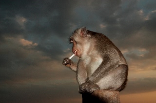 「サル」のサムネイル画像