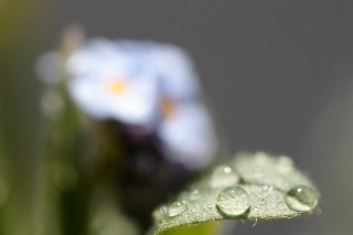 「ワスレナグサ(forget me not,わすれな草)」のサムネイル画像