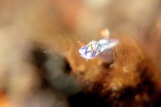 「ヒュプセロドーリス・ゼフィラ」のサムネイル画像