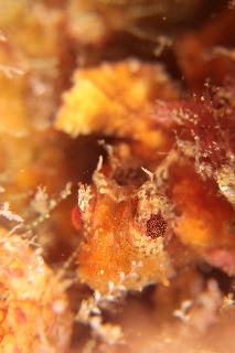 「オコゼカジカ」のサムネイル画像