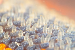 「イトマキヒトデ」のサムネイル画像