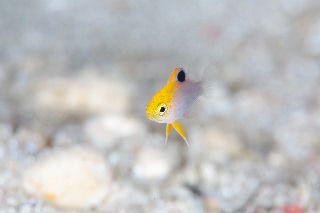 「タルボッツデモイゼル(talbot's demoiselle)」のサムネイル画像