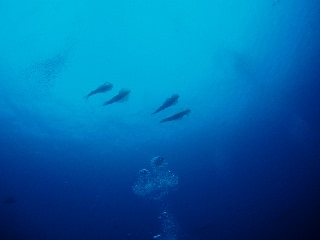 「ダブルデート」のサムネイル画像