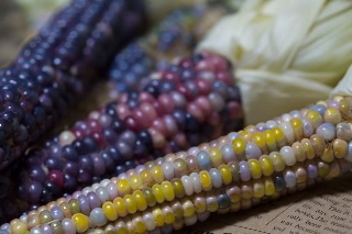 「レインボーコーン(虹色トウモロコシ,七色トウモロコシ,グラスジェムコーン,ジュエリーコーン)」のサムネイル画像