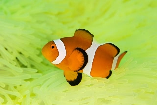 「カクレクマノミ(Western Clown Anemonefish)」のサムネイル画像