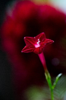 「ルコウソウ(サイプレスバイン,縷紅草)」のサムネイル画像