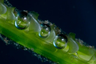 「アマモ」のサムネイル画像