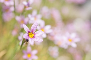 「ニワゼキショウ」のサムネイル画像