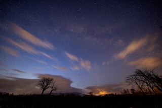 「双子のさくらんぼの木」のサムネイル画像