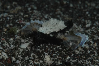 「ウミテング」のサムネイル画像