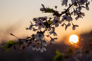 「ソメイヨシノ(染井吉野)」のサムネイル画像