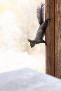 「ヤエザクラ」のサムネイル画像