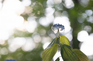 「ガクアジサイ(額紫陽花)」のサムネイル画像