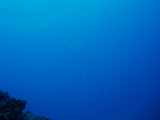 「サルパ」のサムネイル画像